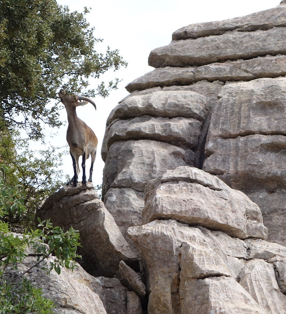 El Torcal de Antequera (Málaga). Los tornillos de piedra. - Recorriendo Andalucía. (12)