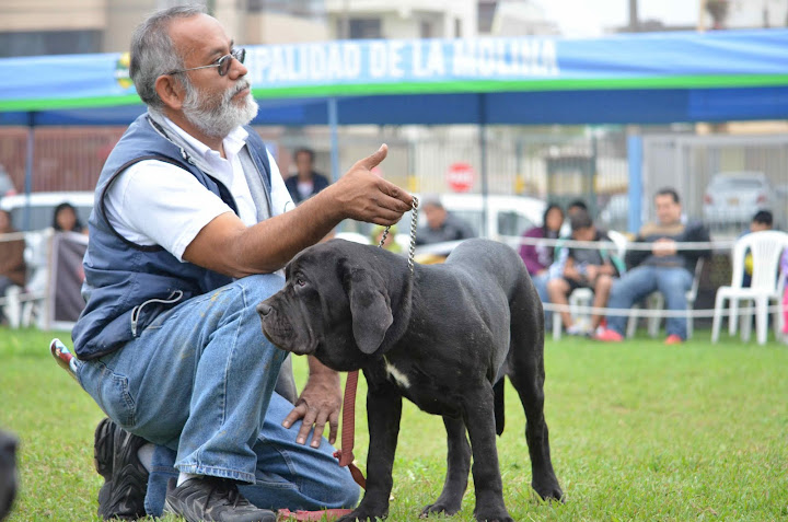 8° MATCH + CLUB DEL MASTINO NAPOLETANO DEL PERU + FOTOS DSC_3200