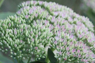 sedum autumn Joy