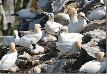 nl_argentia_cape_st_marys_babychick_dontuse 2