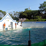 Dolphin show at the Shinagawa Aquarium in Shinagawa, Japan 