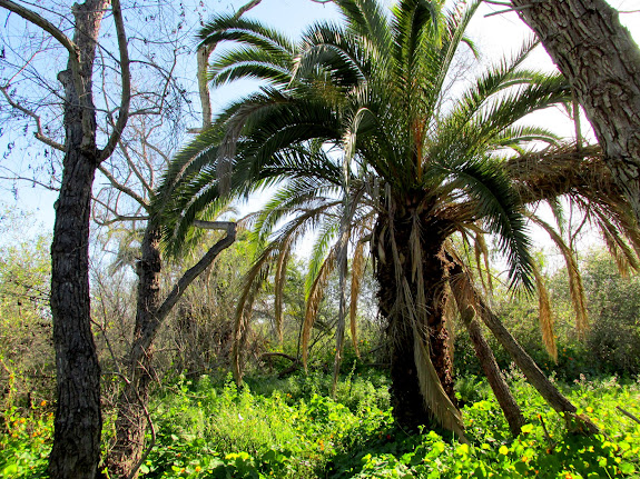 Palm tree near the San Diego River