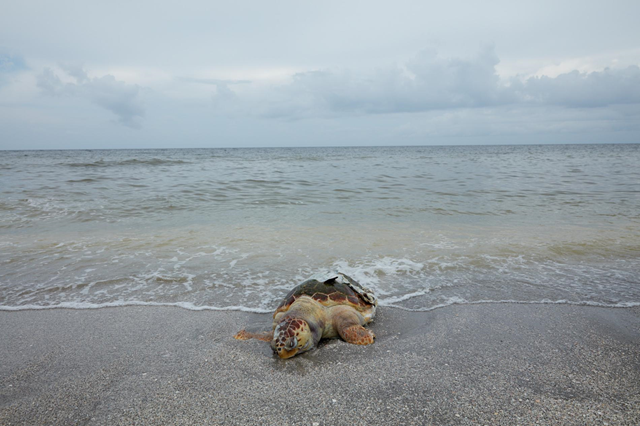 This dead loggerhead is just one of a record number of turtle deaths during the ongoing Karenia brevis algae bloom in southern Florida, 8 August 2018. Wildlife ingests the toxin, which attacks their nervous system with often fatal results. Photo: Ben Depp / National Geographic