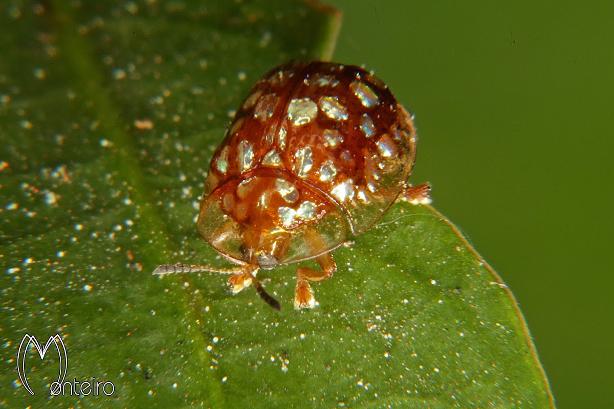 Golden spoted tortoise beetle