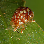 Golden spoted tortoise beetle