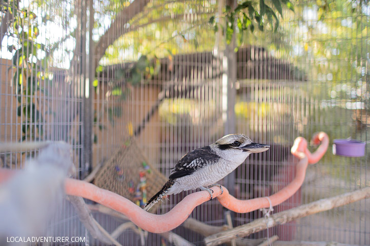 Kookaburra Bird.