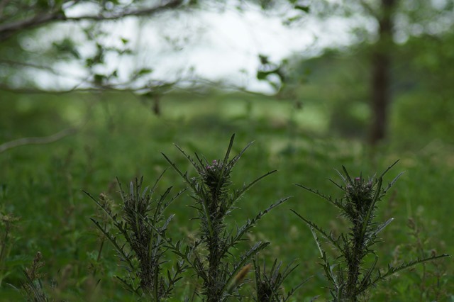 Norfolk countryside in spring