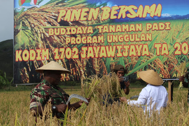 Peduli Ketahanan Pangan, Kodim 1702 /JWY Pimpin Panen Bersama Budidaya Tanaman Padi Program Unggulan