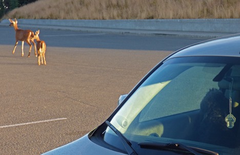 Doe and Fawn at Huricanne Ridge with Skruffy in car