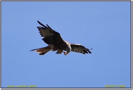 Nant yr Arian - August