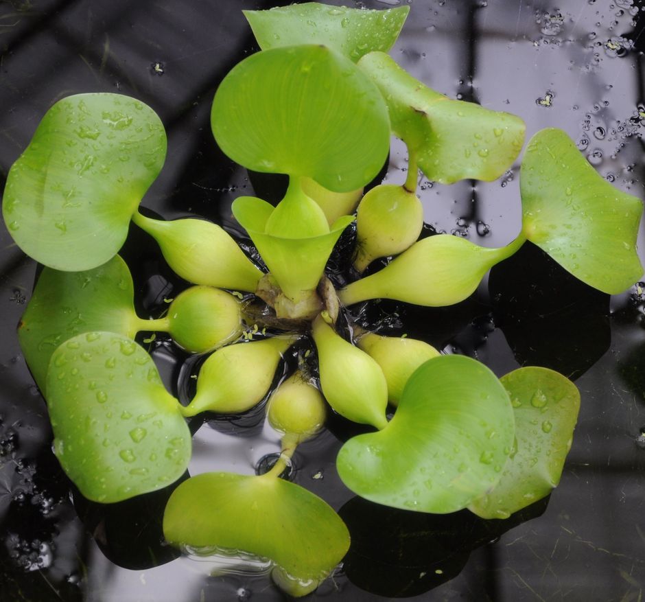 Водяной гиацинт (Эхойрния красивейшая) (Eichhornia crassipes)