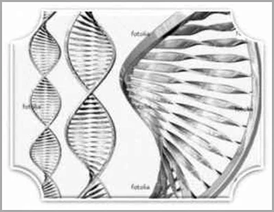 dna_humano_12_helices