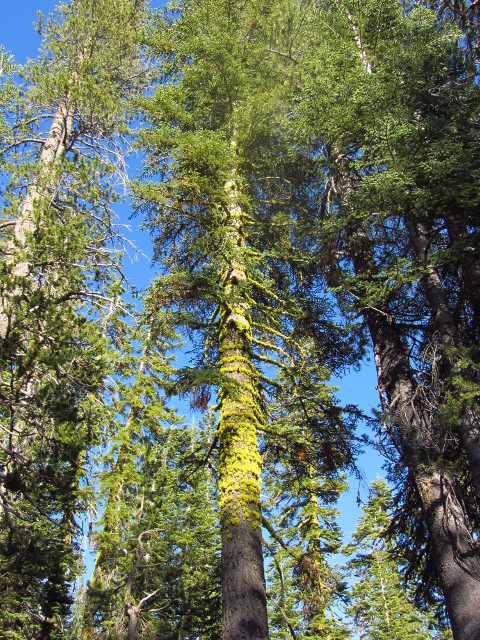 tree with lichen growing in rings around the trunk