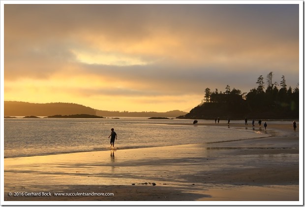 160902_Tofino_MacKenzieBeach_0042