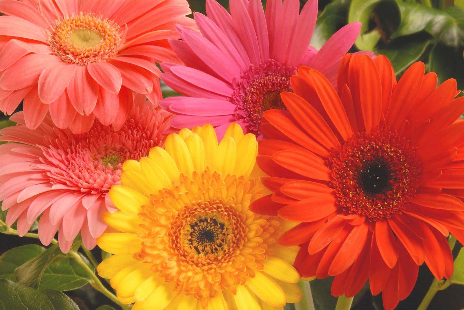 Eddilisa's blog: gerber daisy bridal bouquet