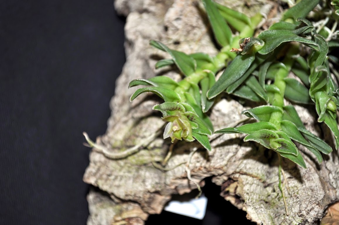 Epidendrum congestum DSC_0050