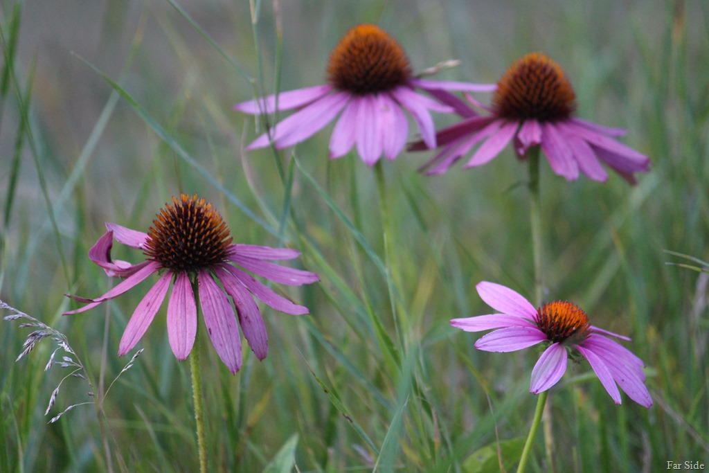 [Coneflowers%5B8%5D]