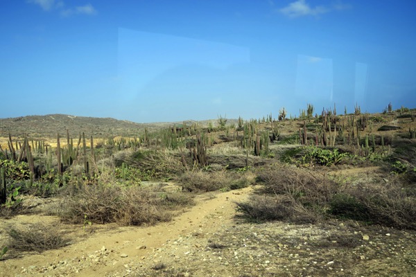 Cactus Landscape