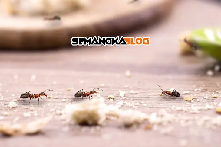 8 Cara Ampuh Membasmi Semut Dengan Bahan Sederhana