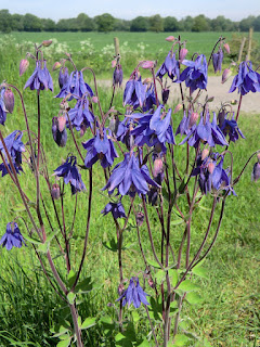 CIMG7162 Columbine, Perrotts Farm