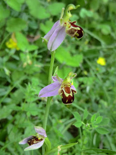 CIMG7441 Bee Orchid, Lower Wood