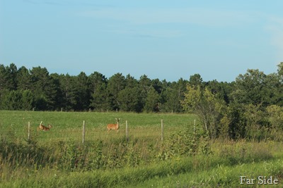 Hay field and deer