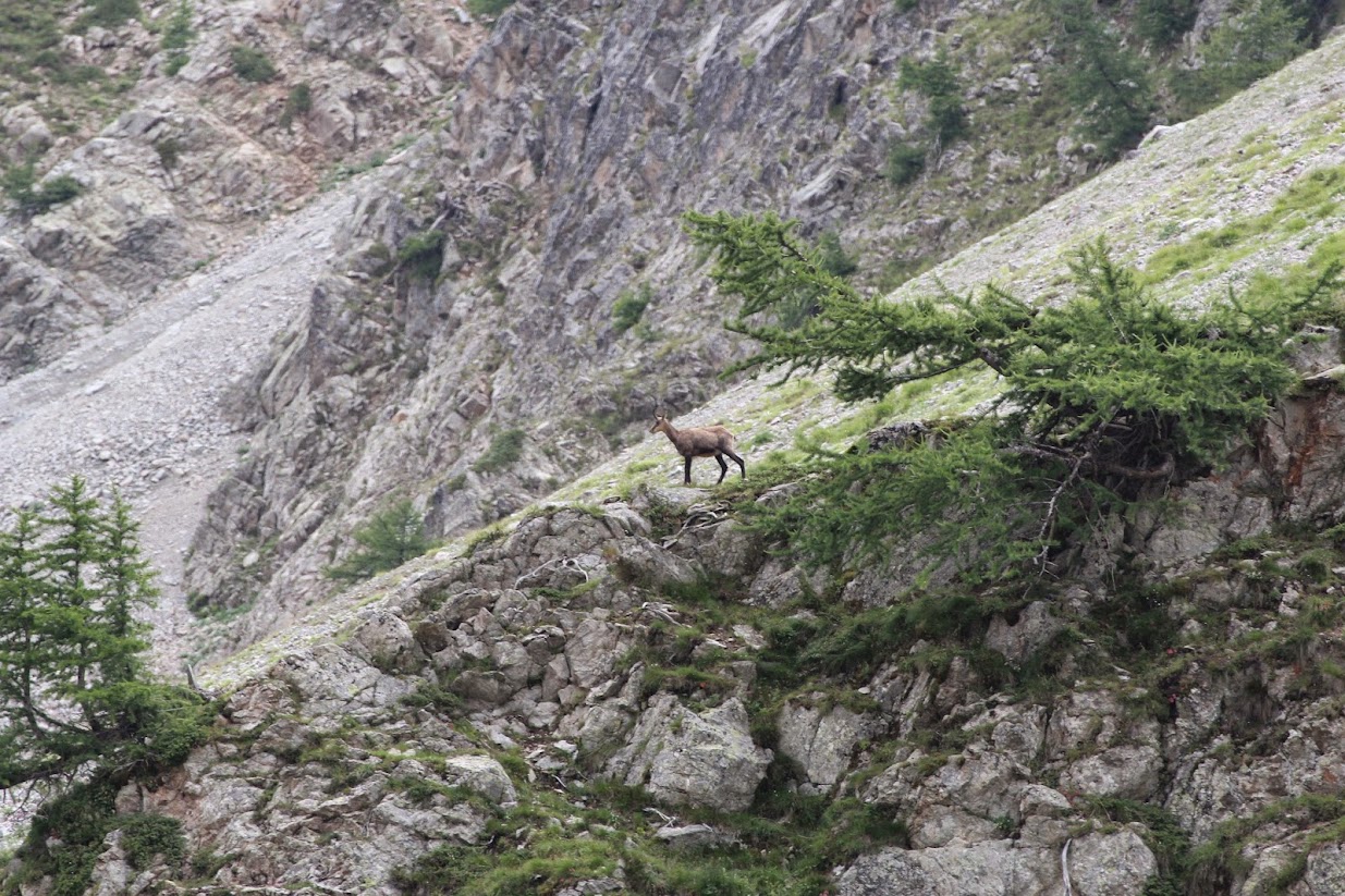 Le vallon de Clapousse IMG_0502