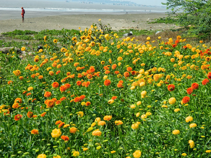 Flower farm on arnala beach