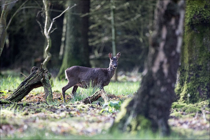 Roe Deer, Woodland Wildlife