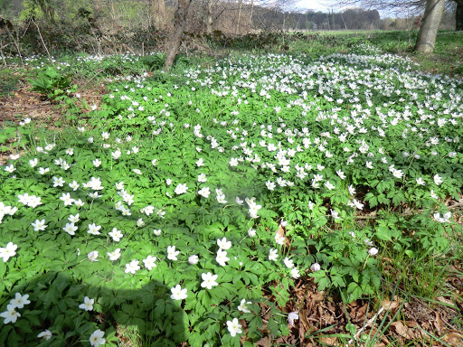 CIMG9585 Wood anemones at Groombridge Place