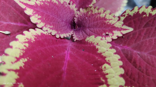 red leaf blur wallpaper hd nature background