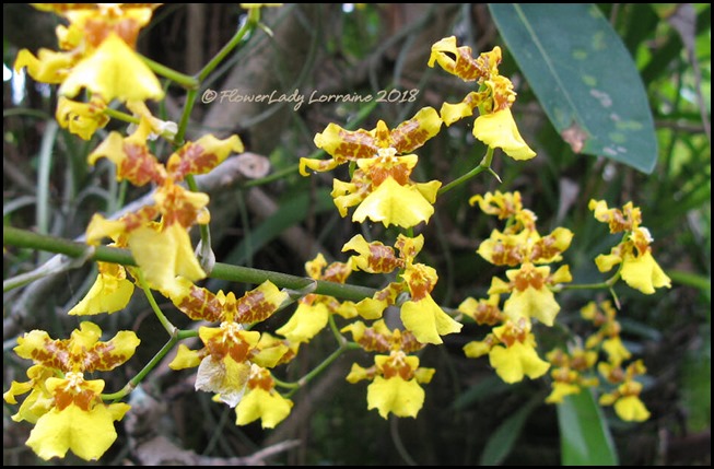 04-21-dancing-ladies-orchids