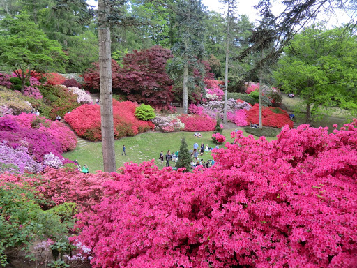 CIMG8082 Kurume azaleas in the Punchbowl, Valley Gardens