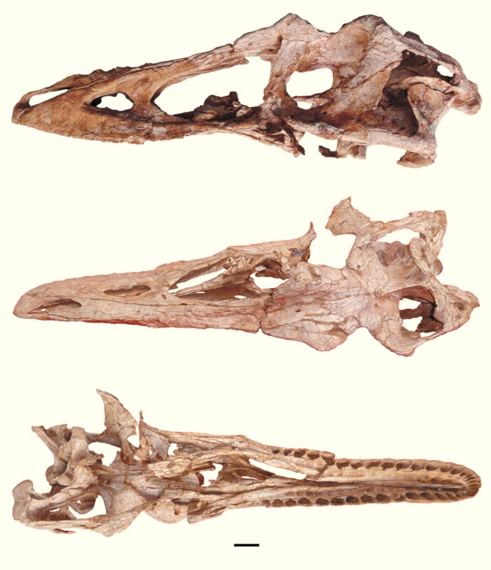 파일:external/cdn.sci-news.com/image_1907_2e-Qianzhousaurus-sinensis.jpg