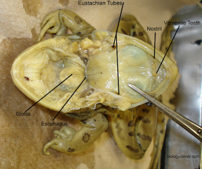 Frog External Anatomy