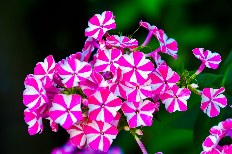 Hydrangea flowers at Hakusan Shrine