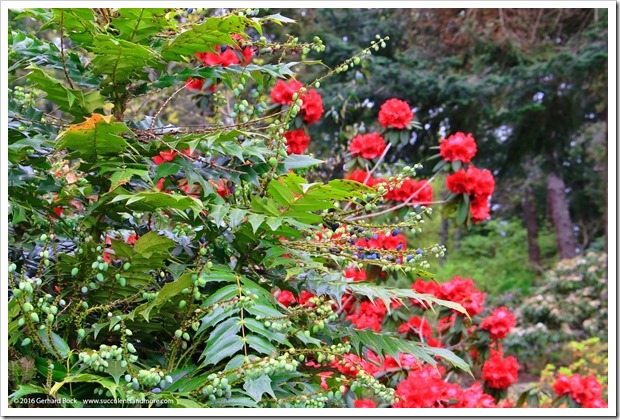 160410_Victoria_UVic_FinnertyGardens_0055_Mahonia-x-media-Charity