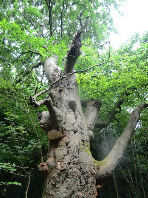 CIMG1147 Old beech tree on path to Mickleham Downs