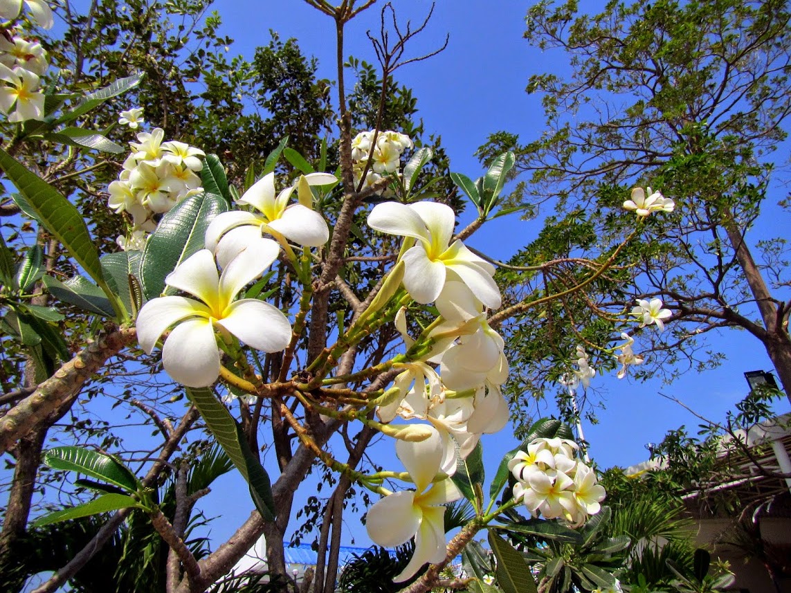 Растения тайланда
