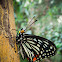 Red Ring Skirt Butterfly