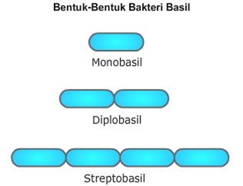 bentuk bakteri basil