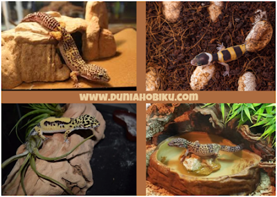 Gambar Leopard Gecko