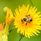 common eastern bumble bee (on a Dandelion)