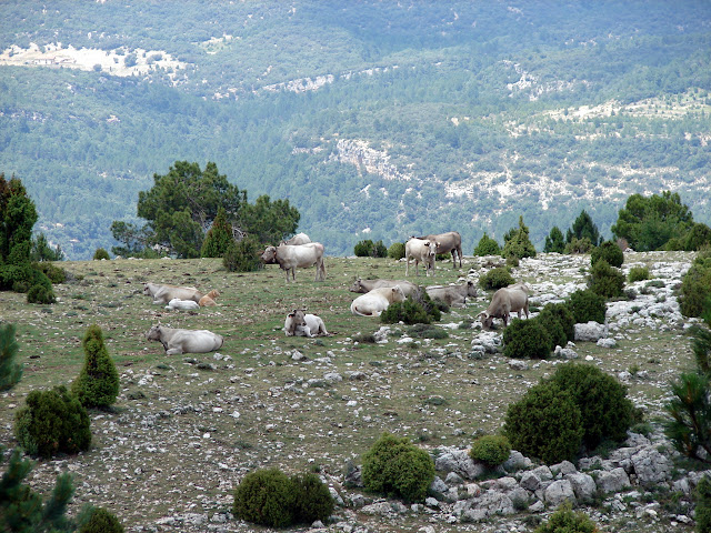 Senderismo - Vallibona - Turmell - Santa Àgueda