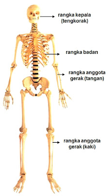 Rangka manusia secara umum dibedakan menjadi