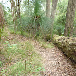 GNW among the Grass Trees in the tall forest (360572)