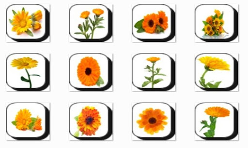 Calendula Flowers Onet Game