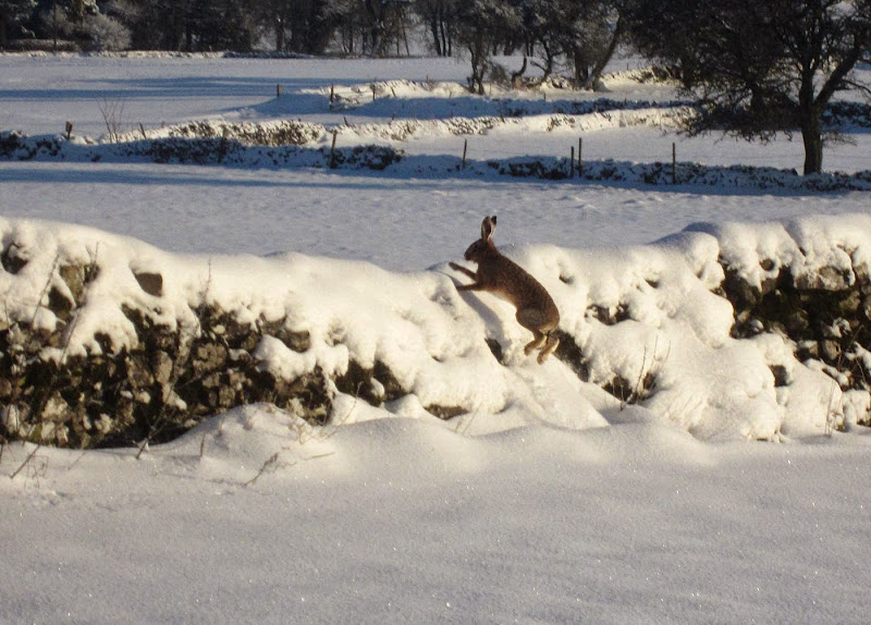 Hare - Brian R