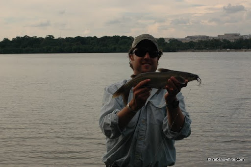 snowhite tidal basin catfish