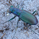 Festive Tiger Beetle